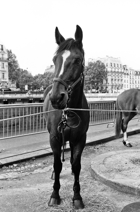 A black horse, or cheval, with a white stripe on its face stands tied to a fence by a road in the city. Another horse can be seen partially in the background. Buildings and trees line the street. The image is in black and white.