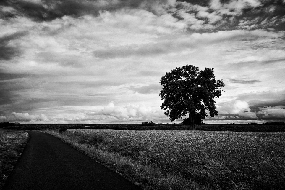 Le chêne égaré A solitary tree, known as Le chêne égaré, stands in the middle of a vast, open field under a dramatic sky filled with clouds. A winding path runs alongside the field, leading towards the horizon. The black-and-white photograph emphasizes the contrast between the dark tree and bright sky.