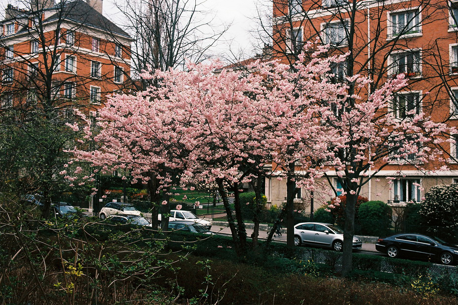 L'arrivée du printemps A vibrant cherry blossom tree with pink flowers in full bloom stands in the foreground, surrounded by bare trees and bushes, heralding the arrivée of printemps. Behind it, cars are parked along a street lined with red-brick apartment buildings. The sky is overcast.