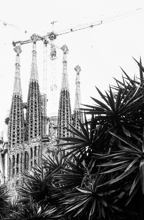 Black and white image of the Sagrada Familia in Barcelona, Spain. Tall, intricate spires with cranes in the background, signaling ongoing construction. The foreground features spiky plant leaves adding texture and depth to this sans titre scene.
