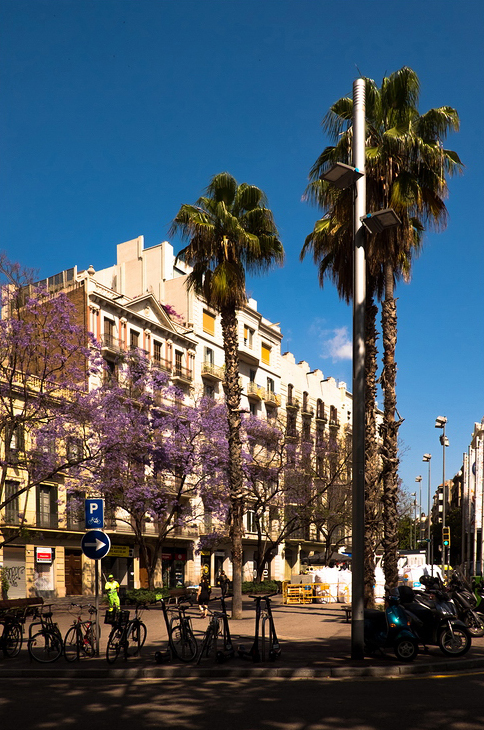 Les arbres à Barcelone A city street in Barcelone with bicycles parked at a bike rack in the foreground, tall palm trees lining the avenue, and buildings featuring a mix of modern and classic architecture in the background. The clear blue sky above complements a person wearing a neon yellow jacket on the left.